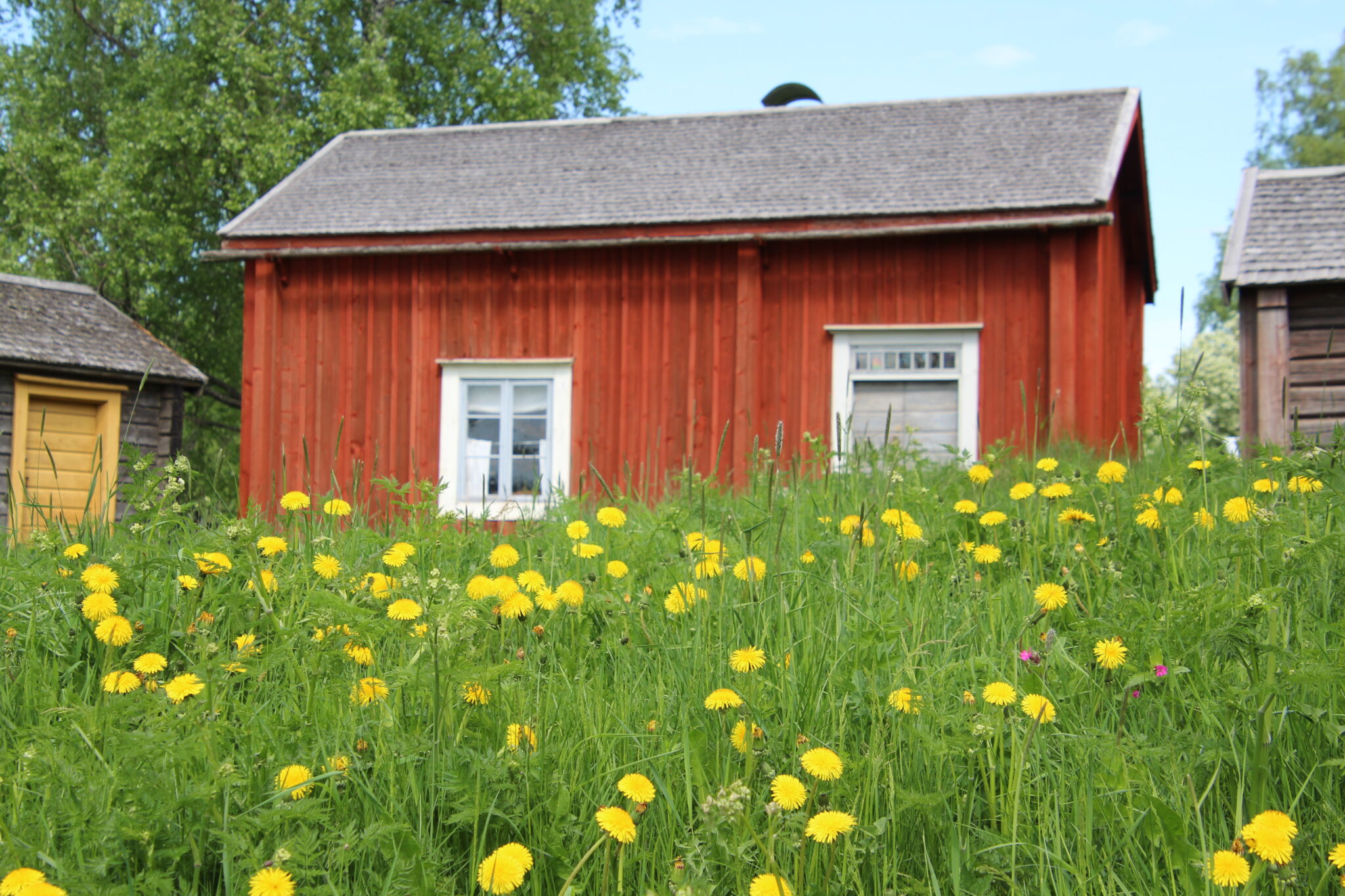 31 Skomakarens stuga i försommarskrud LNF22 1