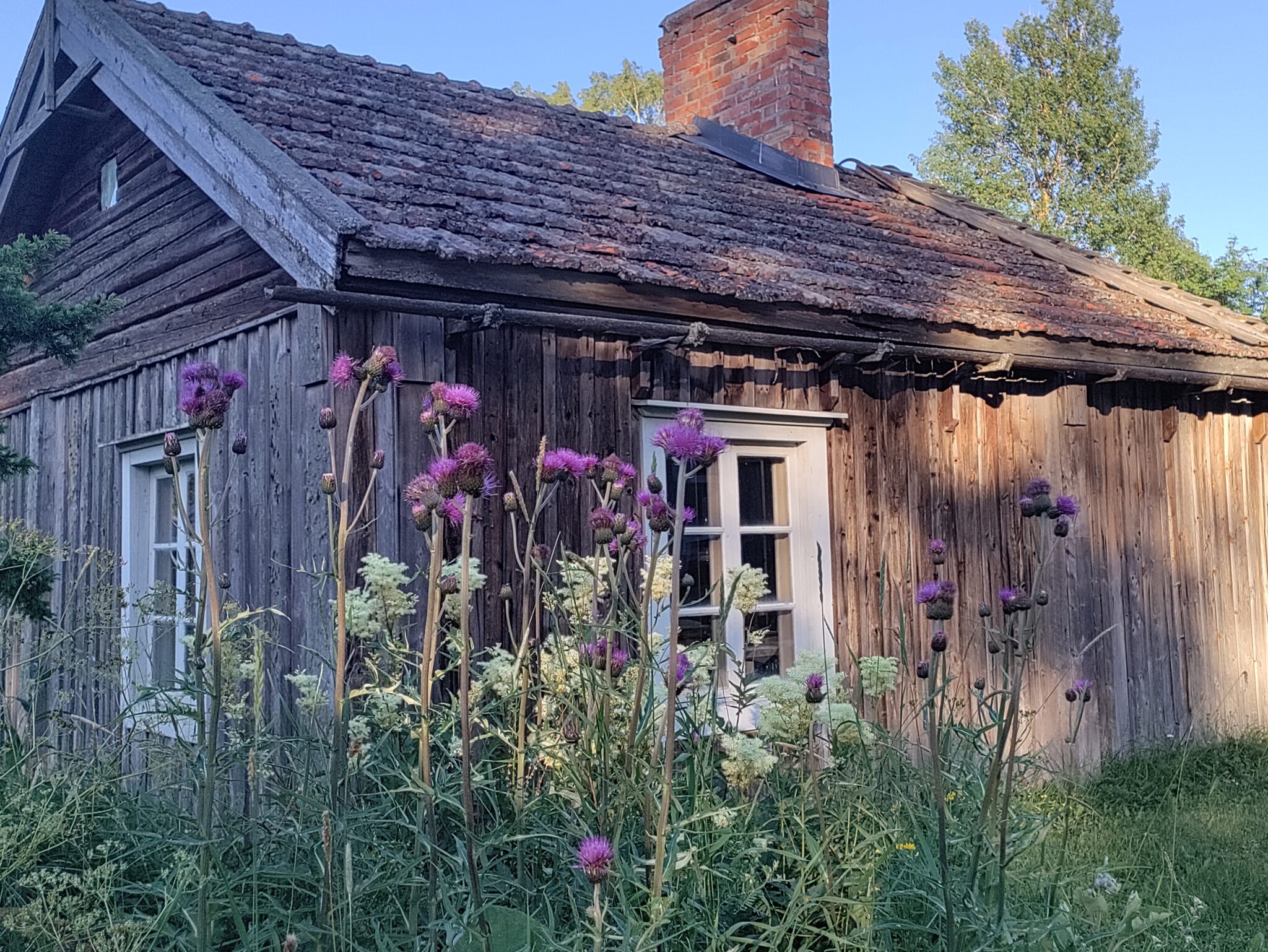 Krukmakeriets fönster i sommarskrud LNF22 1