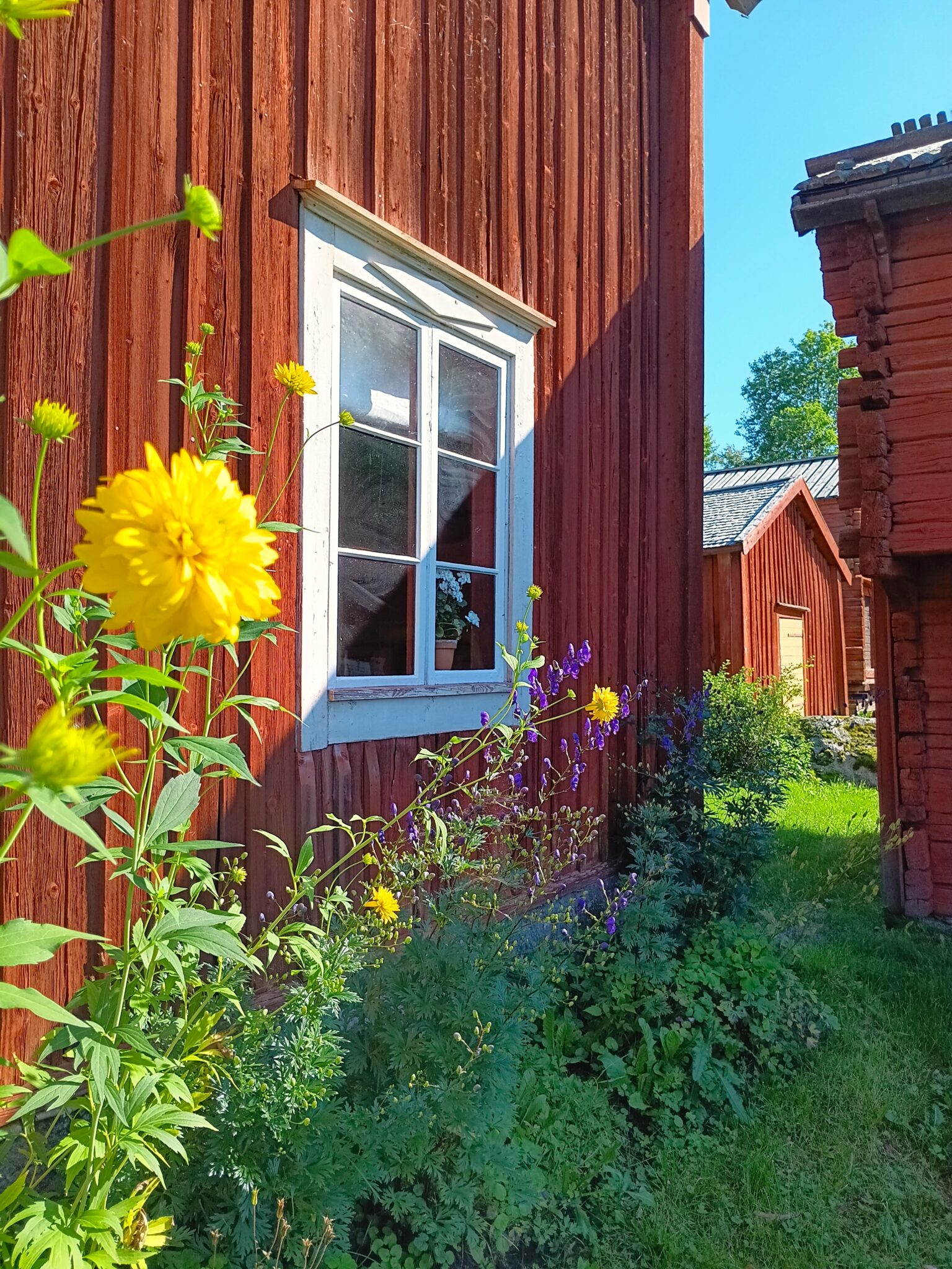 Sensommarfägring på bondgårdstunet LNF23