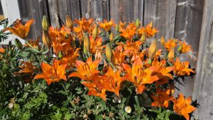 Stundars Sommar 2026 (35)