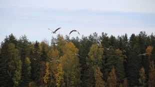 Tranor på Söderfjärden LNF22 1